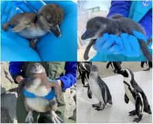 ケープペンギンのヒナが続々誕生!仙台うみの杜水族館に春の訪れ