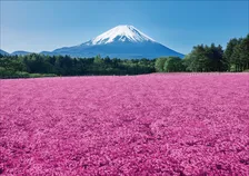 春を彩る絶景「富士芝桜まつり」開幕
