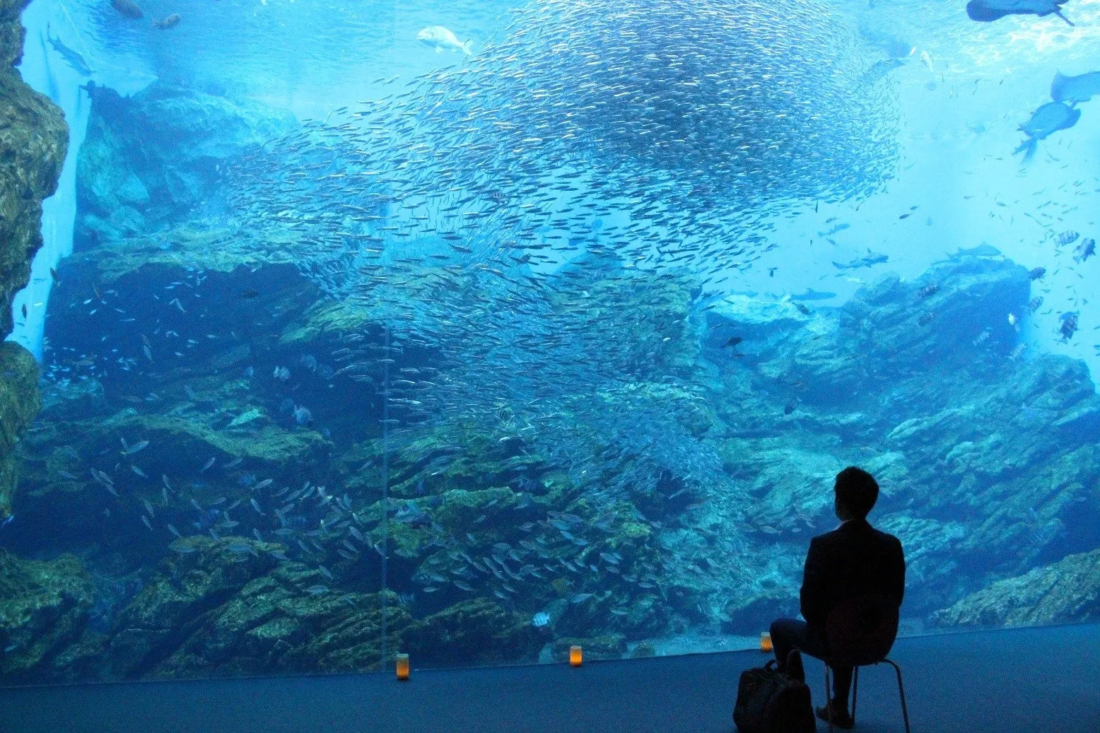 5/24限定！夜の仙台うみの杜水族館で大人のひとり時間を過ごそう