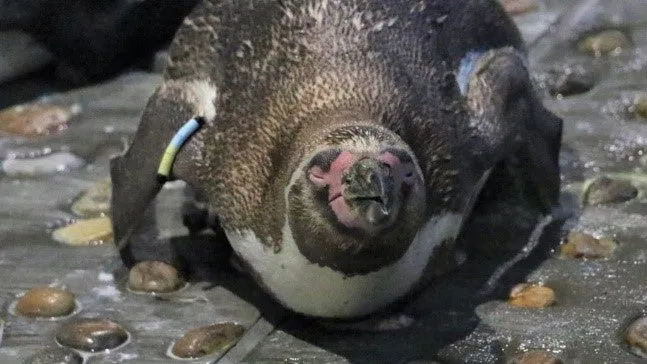 仙台うみの杜水族館で横たわるペンギン