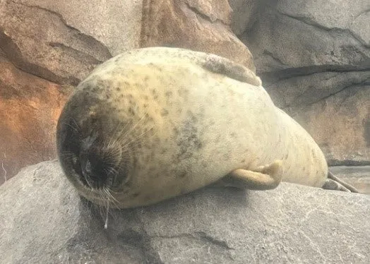 岩の上で休むアザラシ