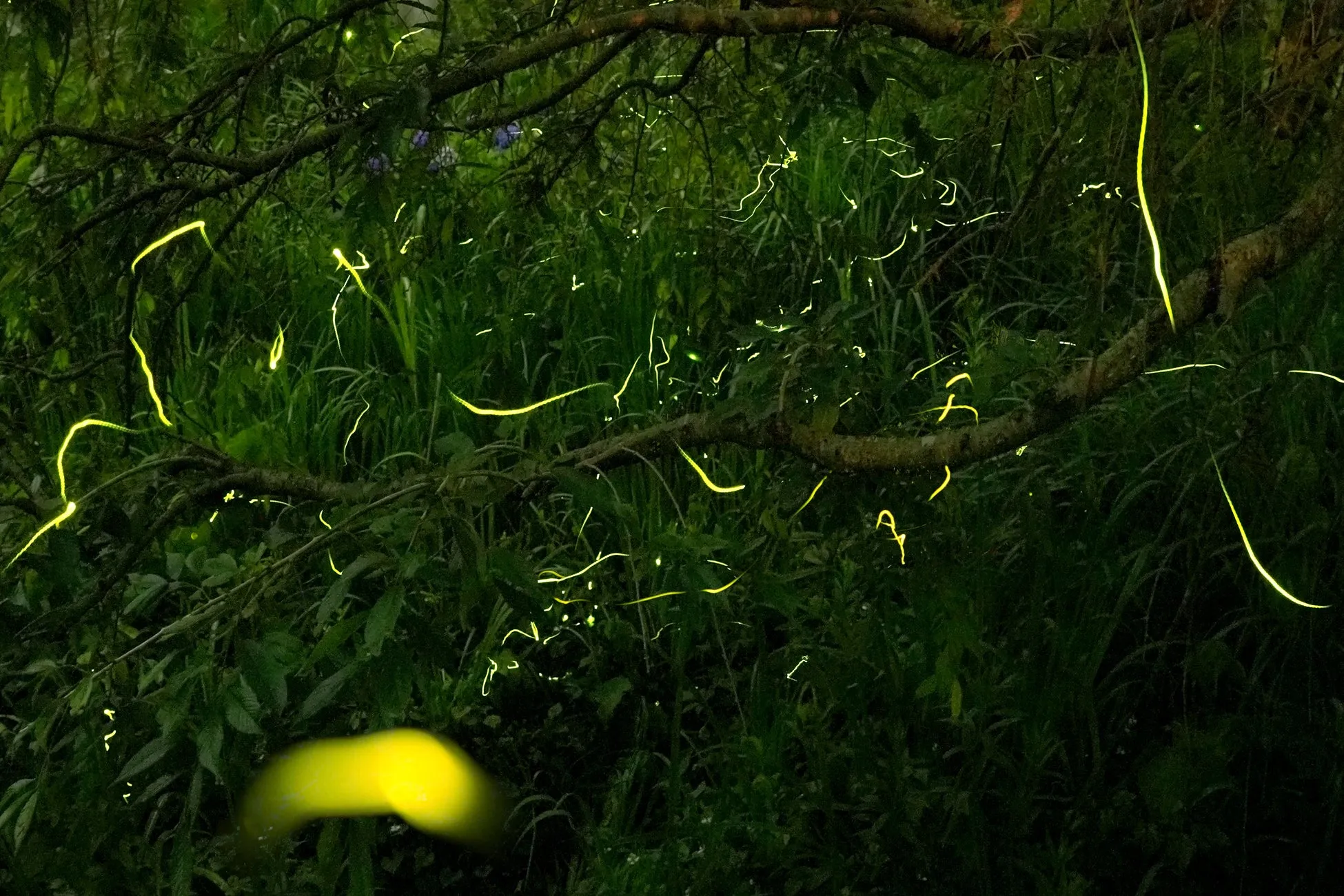 夜の森で光るホタル