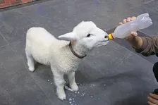 マザー牧場で赤ちゃん羊のかわいいミルクタイムを体験!