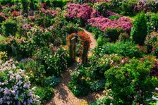 北海道「ロイズ ローズガーデン」5月2日開園!500種のバラとスイーツを無料で楽しもう