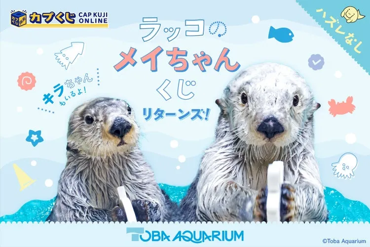 ラッコのメイちゃんの誕生日を祝おう!カプくじオンライン最新情報