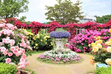 足利フラワーパークで「春のバラまつり」開催中!幻想的なライトアップも見どころ