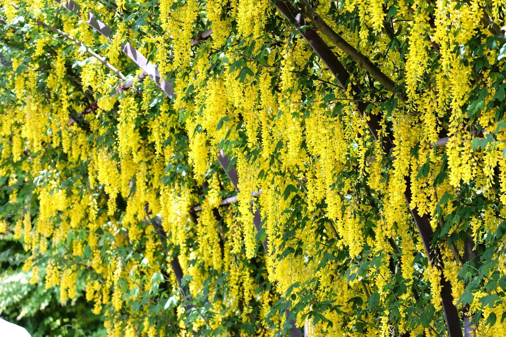 黄色い藤の花がアーチを形成