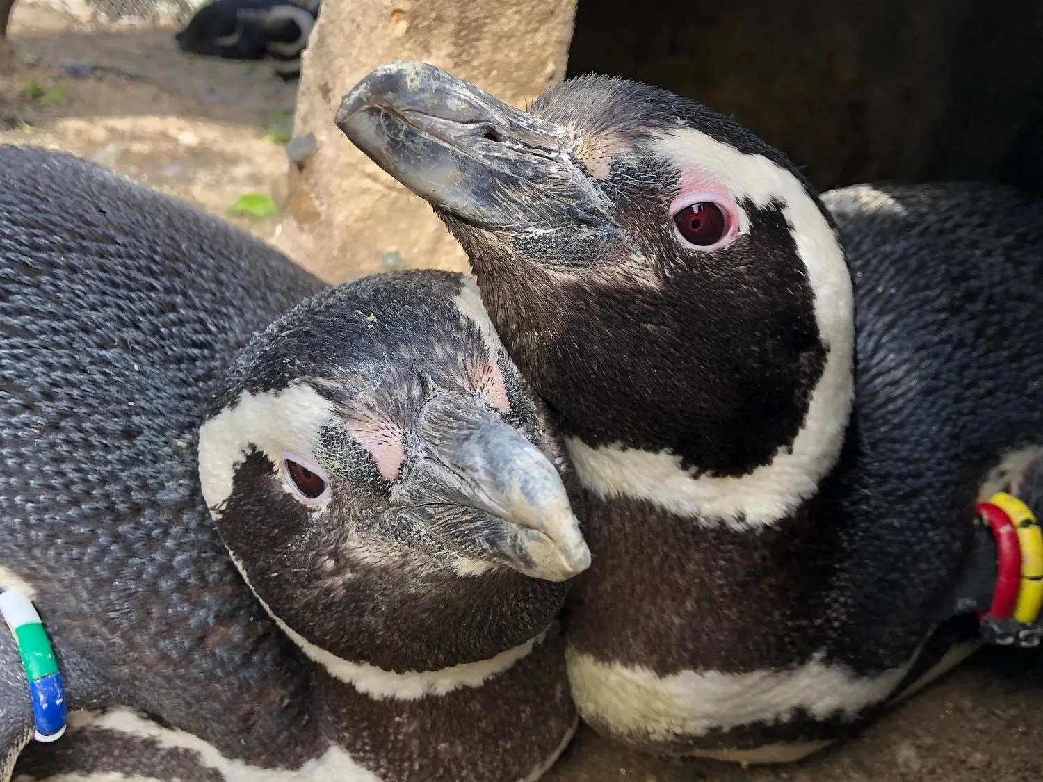 上越市立水族博物館『うみがたり』でペンギンシーズン到来！
