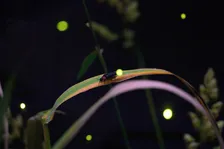 仙台うみの杜水族館で幻想的な「ホタルの杜」特別展示開催!