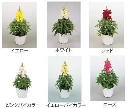 6種類の色とりどりの花が鉢に植えられている画像