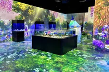 初夏の「NAKED FLOWER AQUARIUM – Blue Blossom -」で梅雨を華やかに