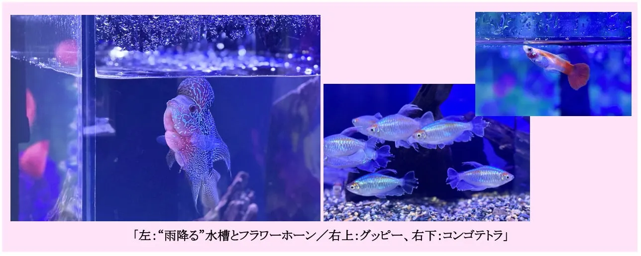 フラワーホーン、グッピー、コンゴテトラの水槽展示
