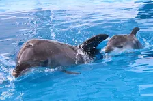 おめでとう!仙台うみの杜でイルカの赤ちゃんが誕生♡