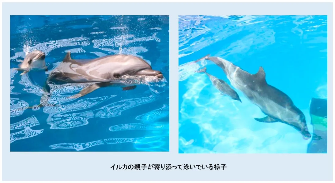 バンドウイルカの親子が水中で泳ぐ様子