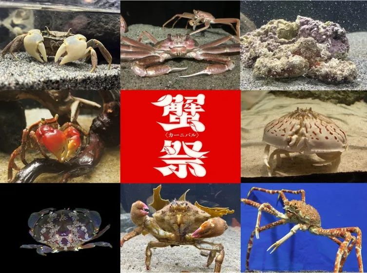 仙台うみの杜水族館の蟹祭ポスター