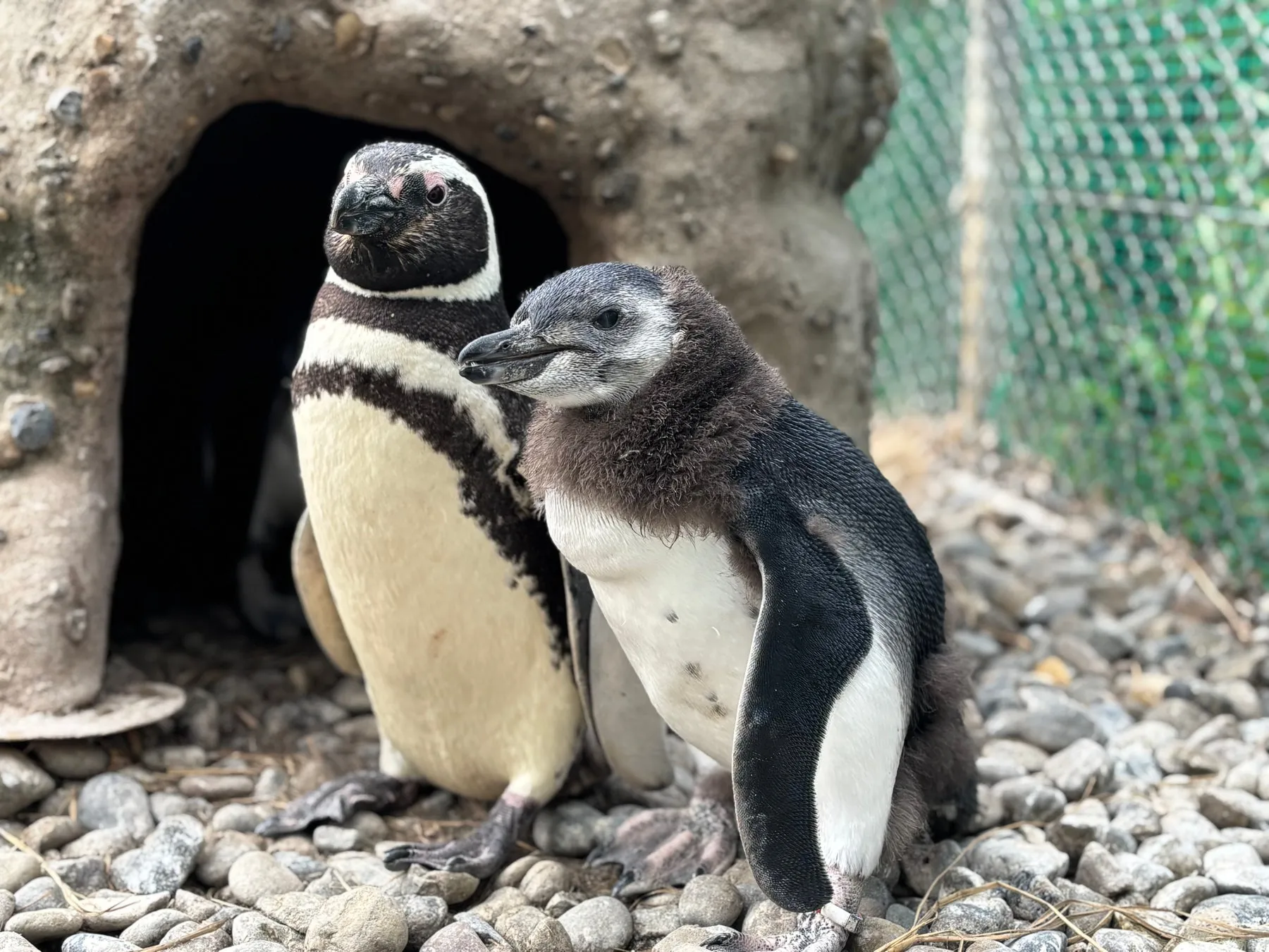 上越市立水族博物館のペンギン
