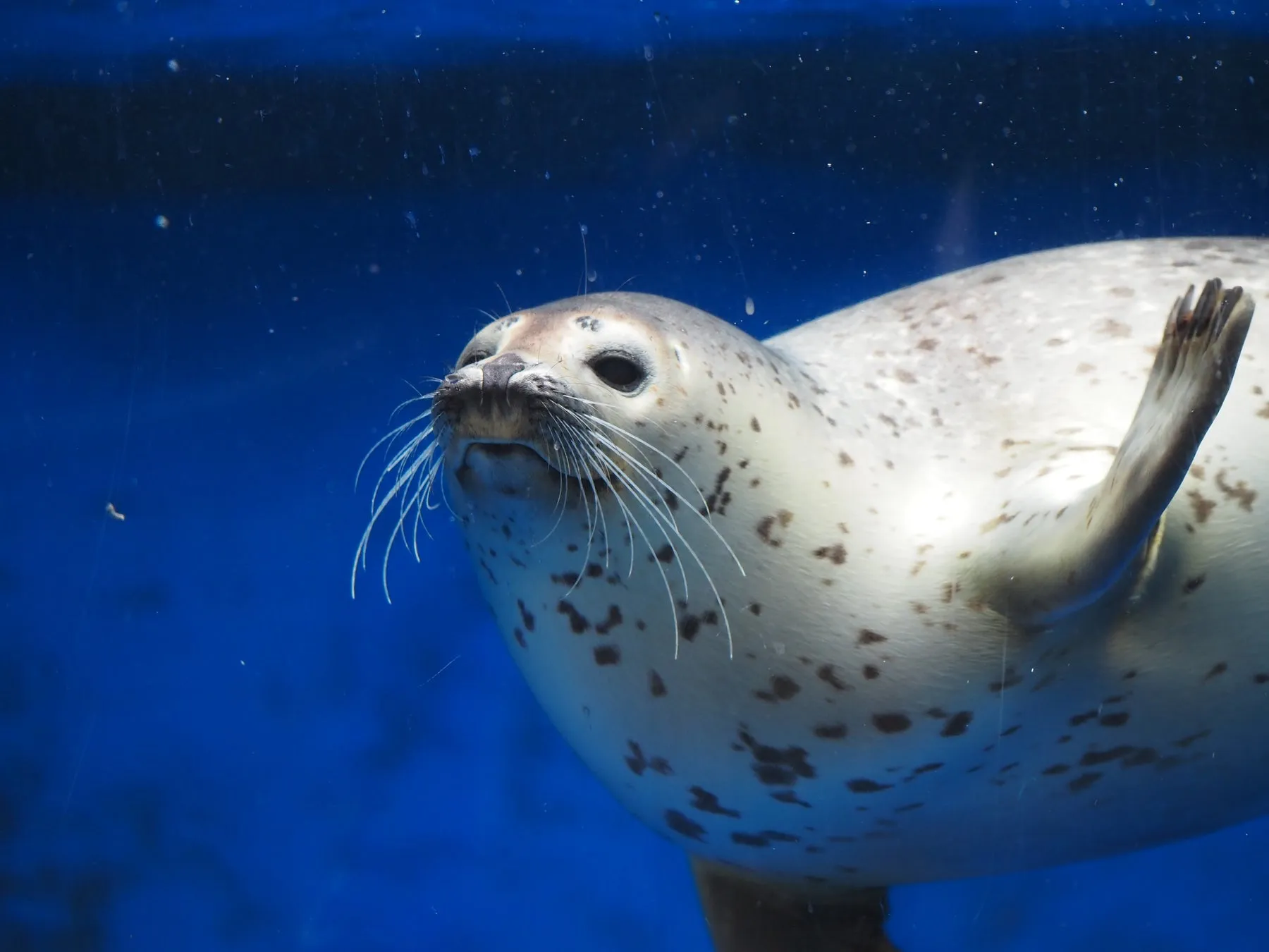 水中を泳ぐアザラシ