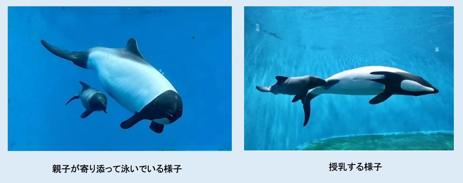 イロワケイルカの親子、水族館で泳ぐ
