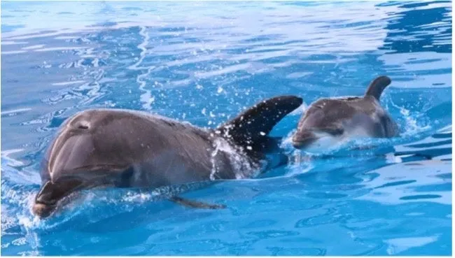 イロワケイルカの親子が水族館で泳ぐ