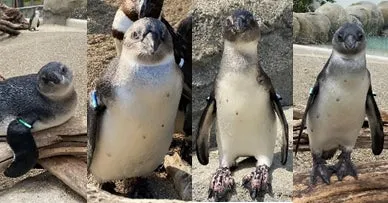 仙台うみの杜水族館のペンギンたち