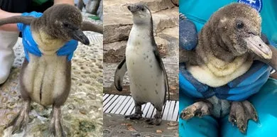 仙台うみの杜水族館のペンギンたち