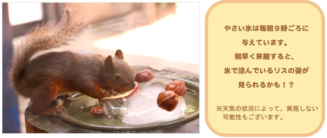 仙台うみの杜水族館で涼しげなニホンリスを見られるチャンス！？