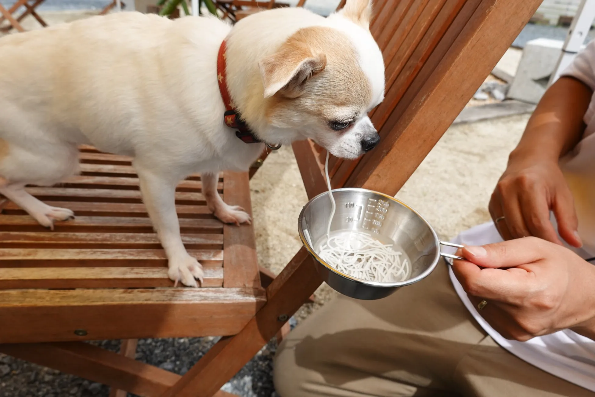 犬が竹を流れるそうめんを一本ずつ食べる様子