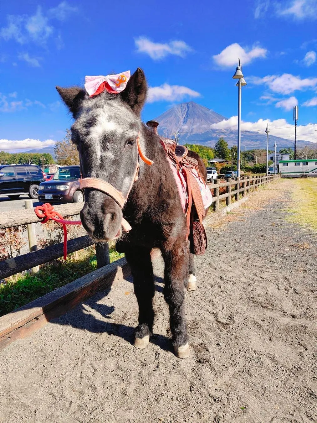 リボンを付けた黒い馬と山の景色