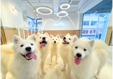 大阪・心斎橋でサモエドカフェがプレオープン！“第二の家”体験を楽しもう