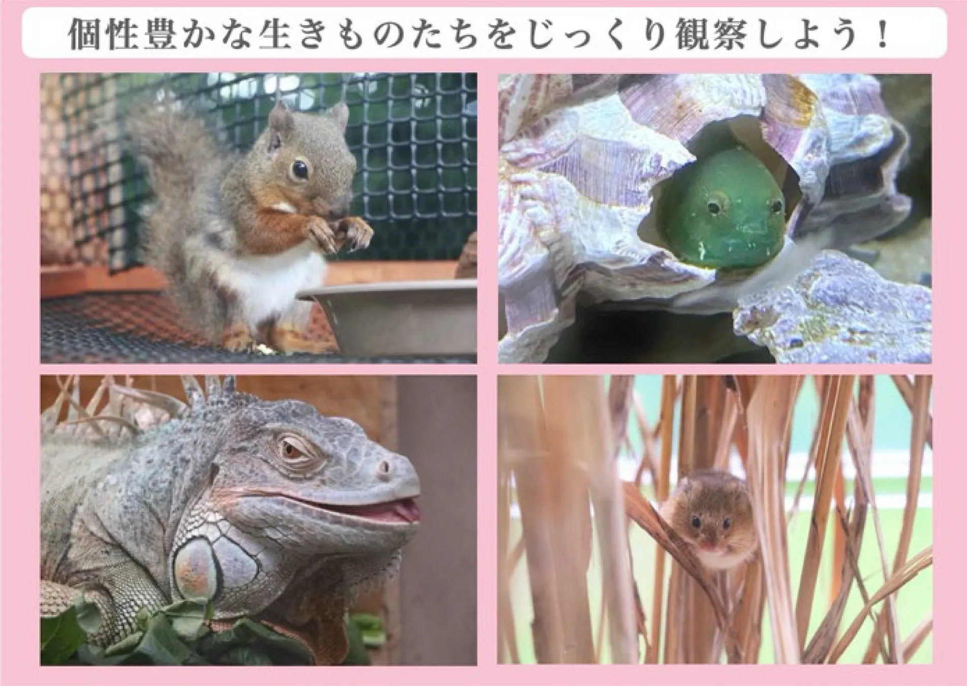 リス、魚、イグアナ、小動物の画像