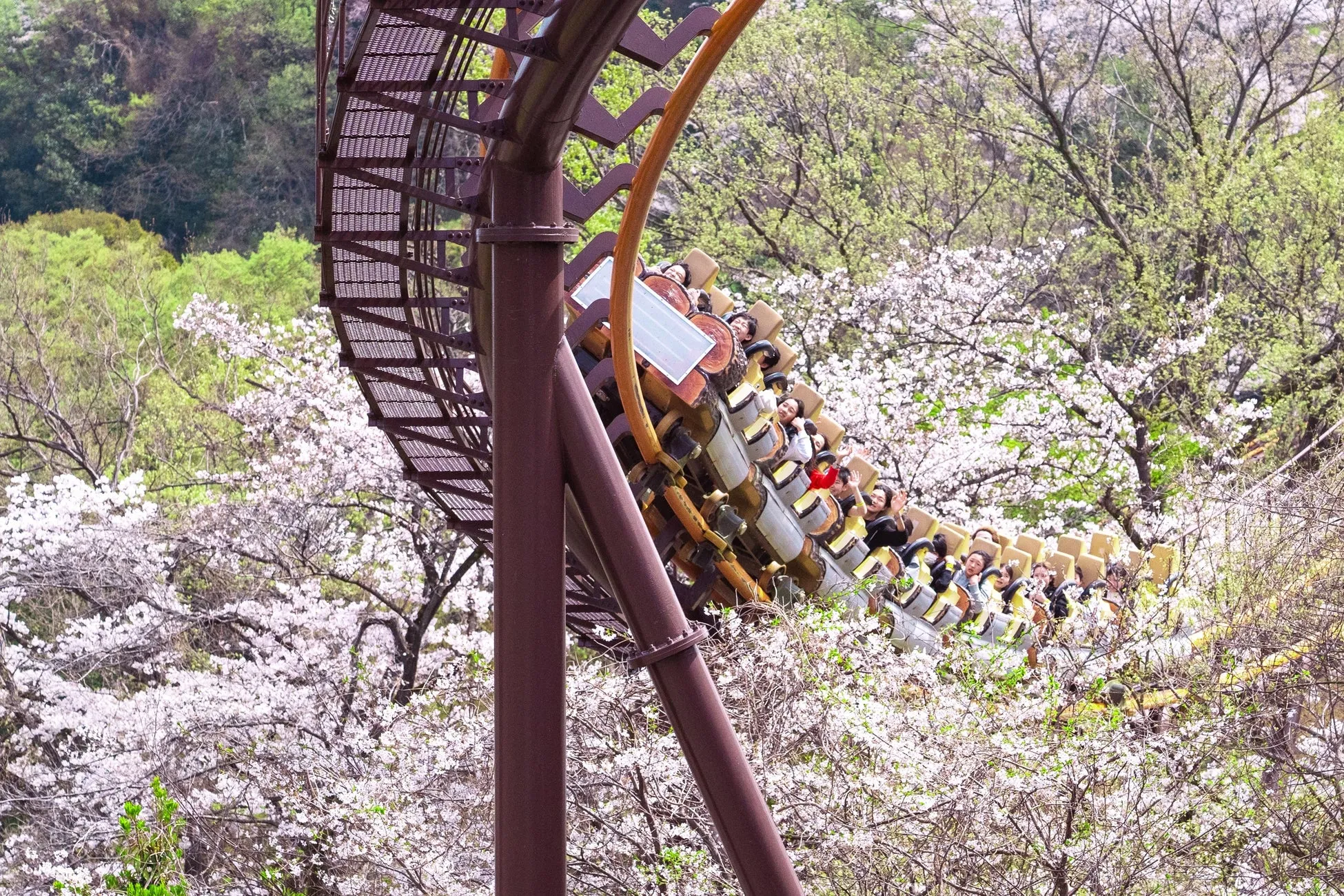 桜の中を走るジェットコースター