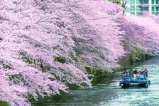 春のお出かけにぴったり!全国おすすめお花見スポット6選