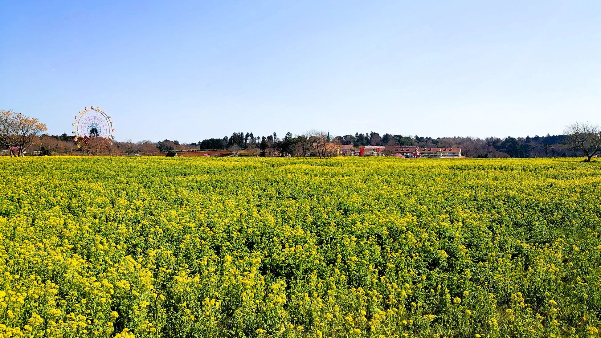 東京ドイツ村で春の訪れを告げる絶景「250万株の菜の花」が見頃！