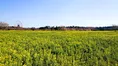 東京ドイツ村で春の訪れを告げる絶景「250万株の菜の花」が見頃!