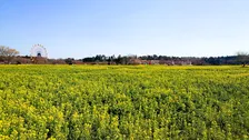 東京ドイツ村で春の訪れを告げる絶景「250万株の菜の花」が見頃!