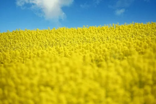 青空の下に広がる見頃の菜の花畑