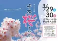 満開までもうすぐ！1,000本の桜の下で楽しむ「舎人公園千本桜まつり」