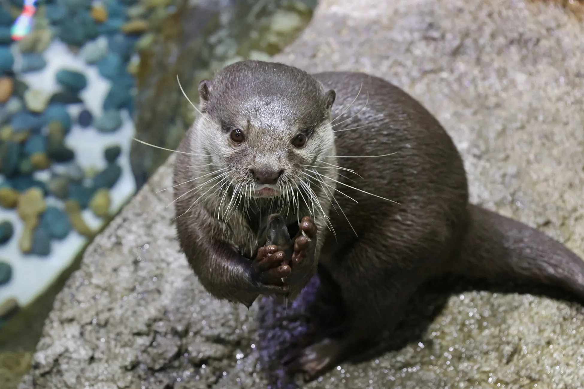 カワウソが岩の上に立つ様子