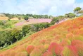 マザー牧場で楽しむ秋の紅葉と体験型イベント