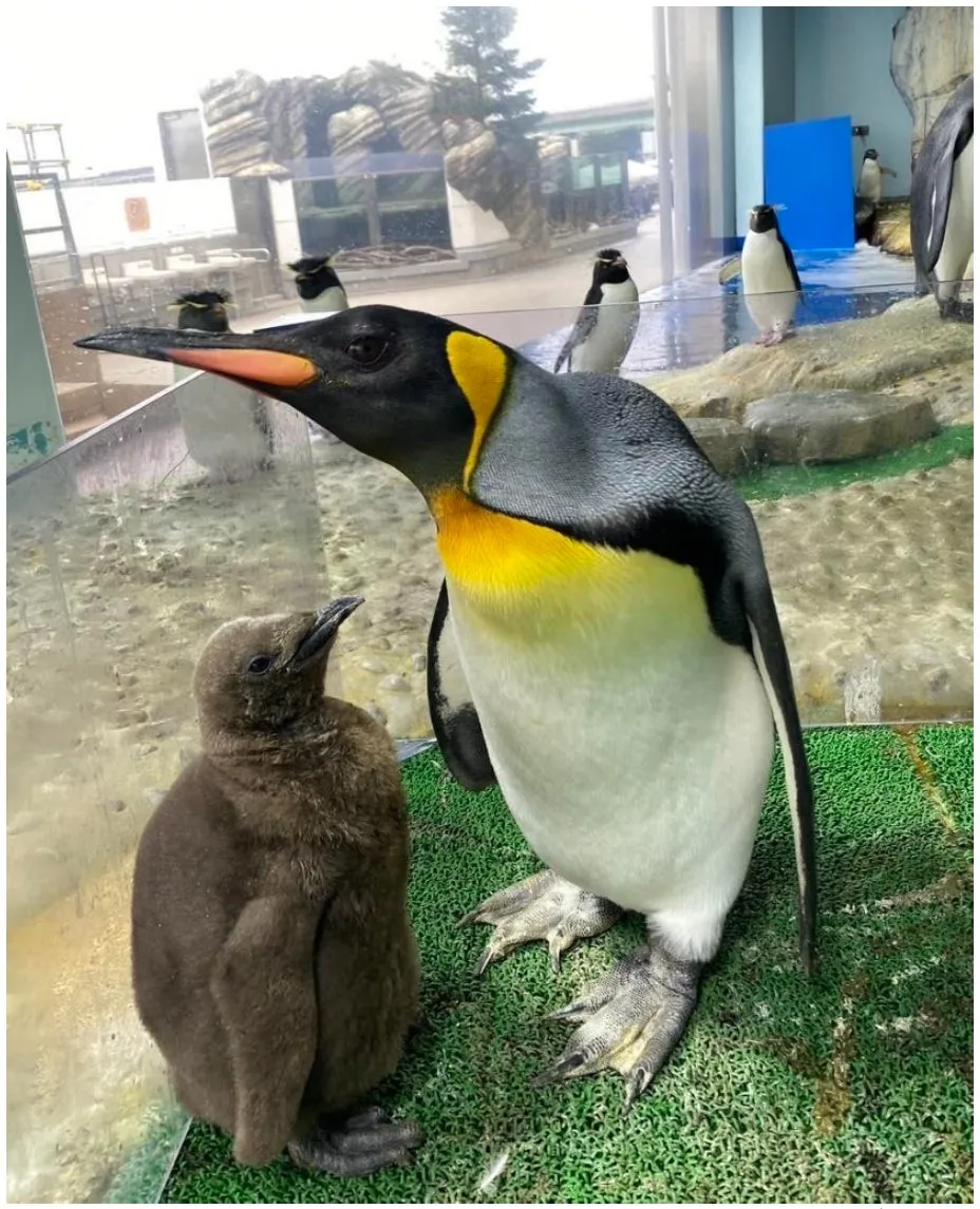 仙台うみの杜水族館でオウサマペンギンのヒナがすくすく成長中！親子の...