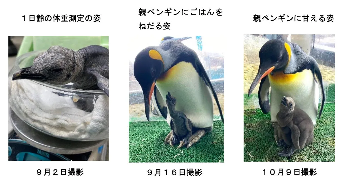 オウサマペンギンのヒナの成長画像