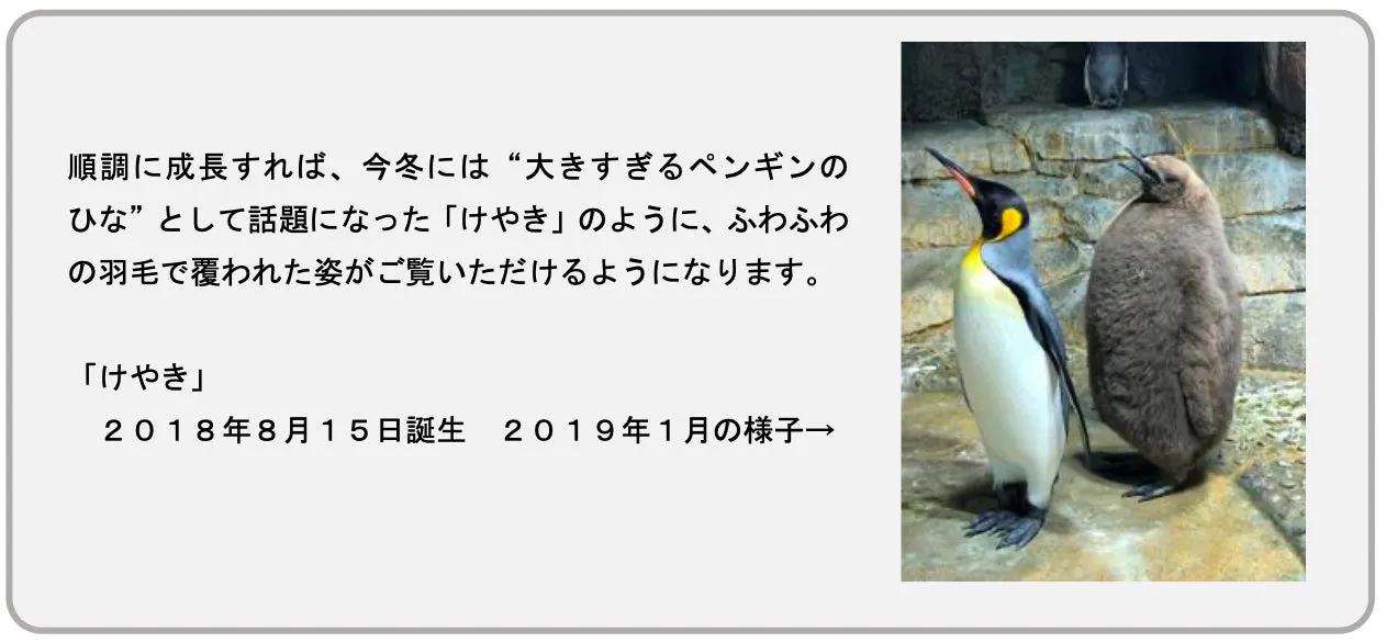 オウサマペンギンとヒナが並んで立っている様子