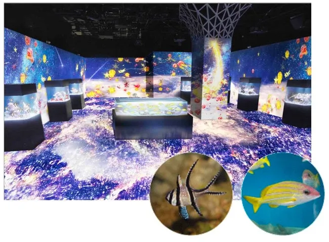 星空の海の展示スペース