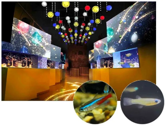 マクセル アクアパーク品川の『STAR AQUARIUM by NAKED』展示