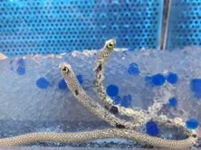 水槽で顔を出すチンアナゴたち