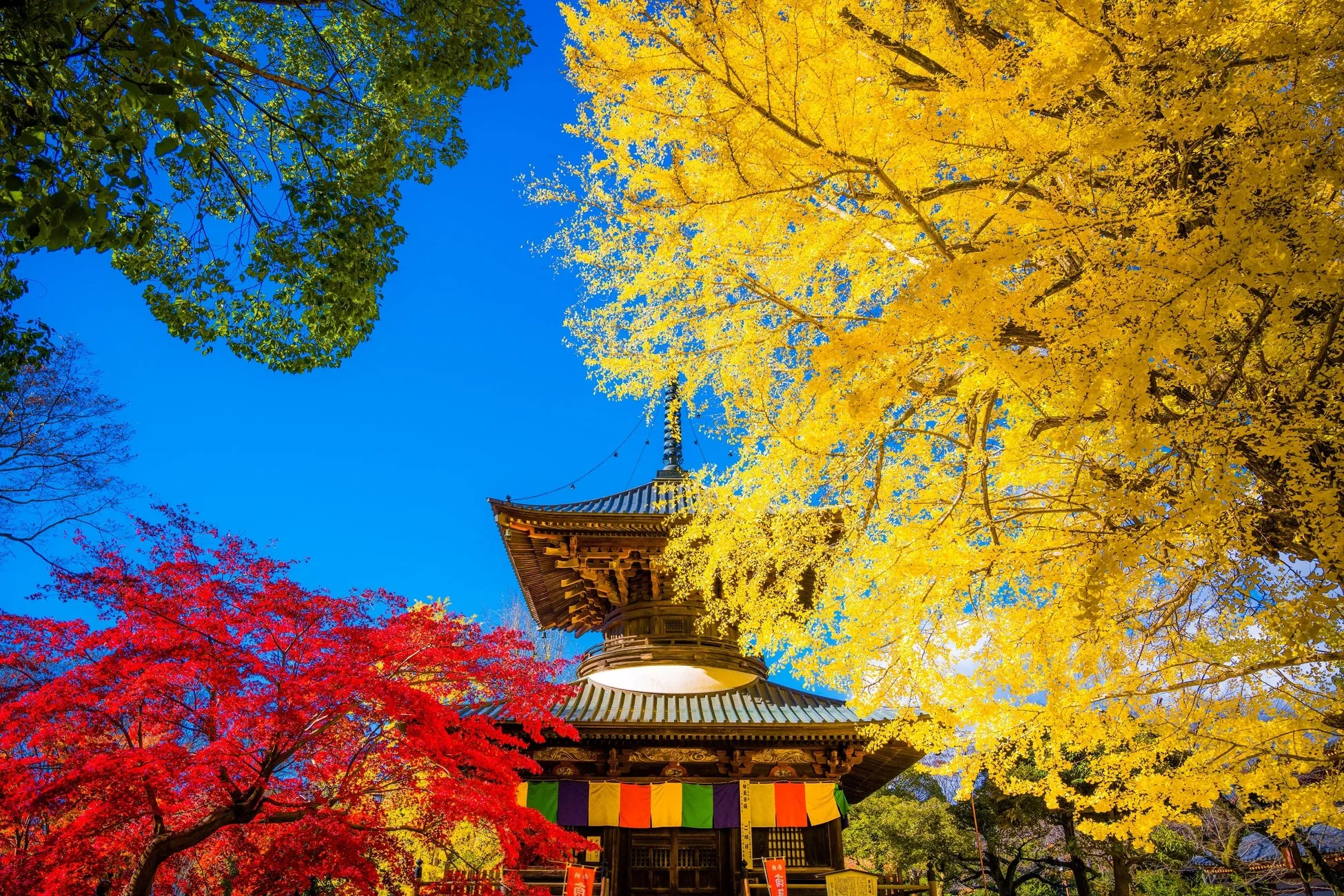 鑁阿寺ライトアップ1