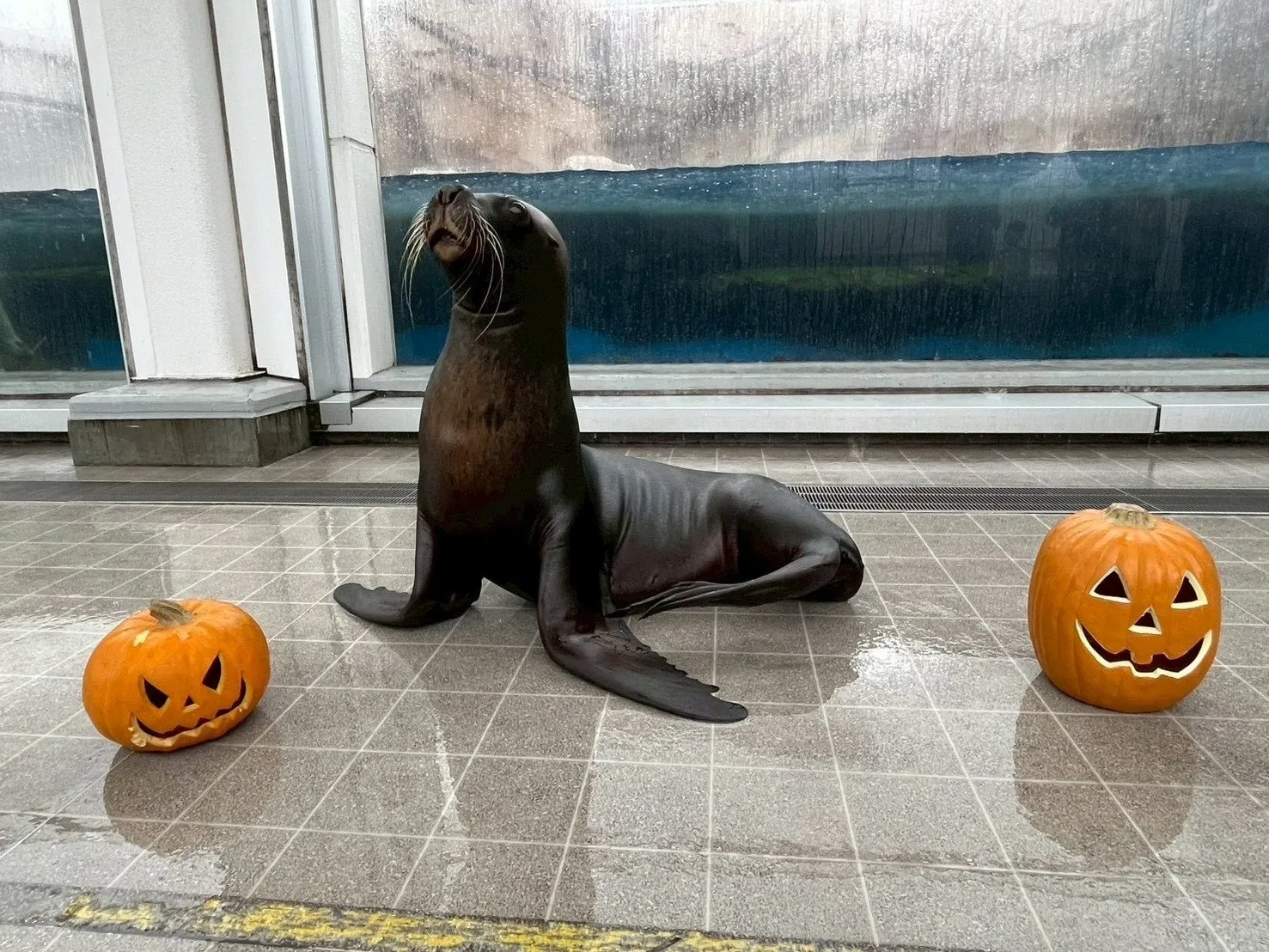 オタリアとパンプキンマンのハロウィン大作戦!