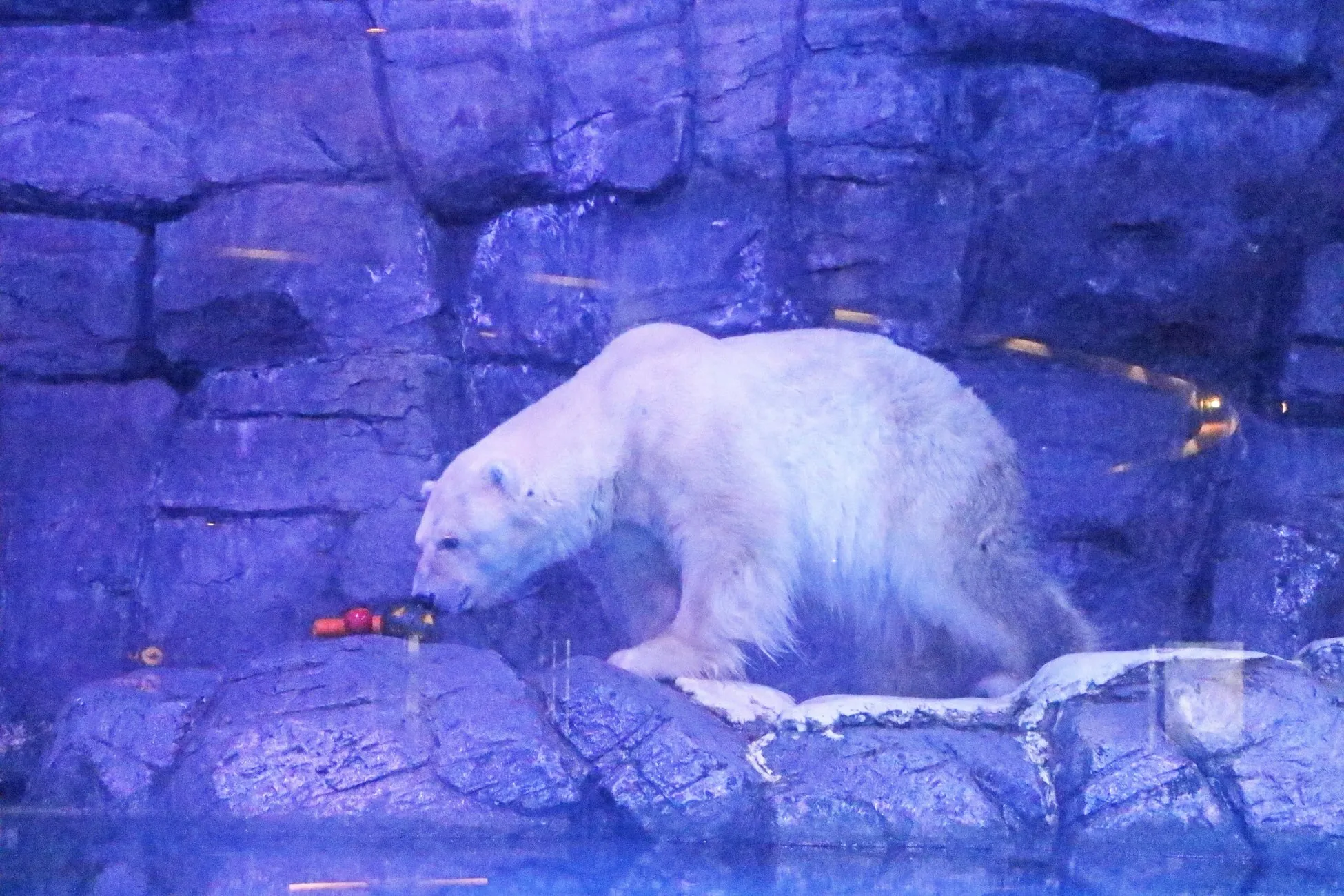 極地動物のレクチャータイムで動物の生態を学ぶ