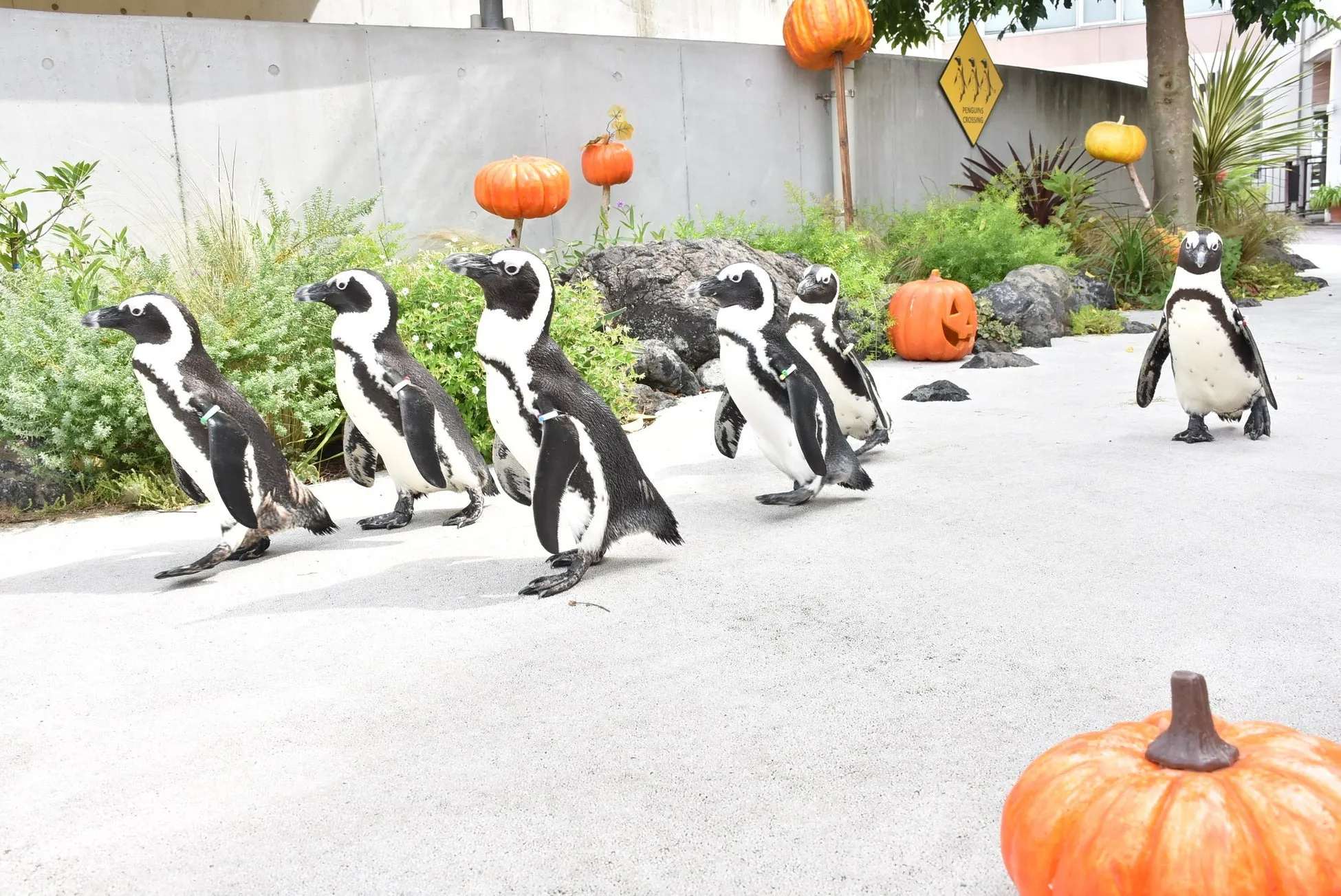 ケープペンギンのハロウィンパレードで癒される