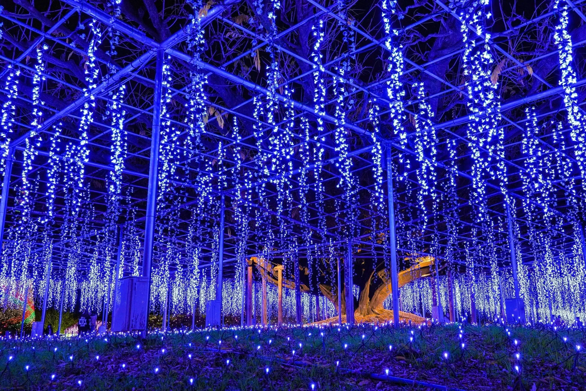 あしかがフラワーパーク「光の花の庭」(栃木・足利)
